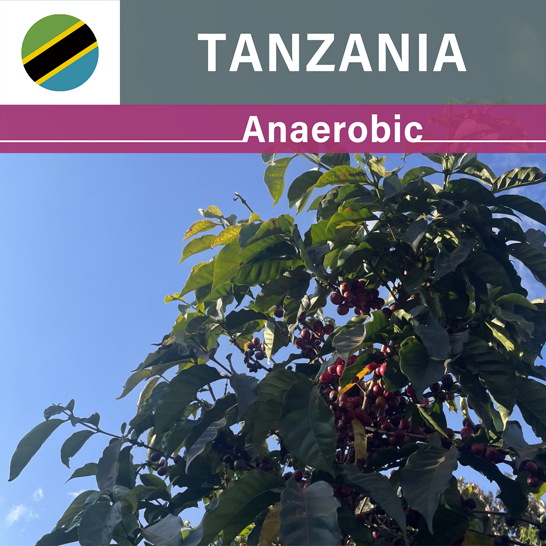 Tanzania Nsoga Anaerobic(24/25年クロップ) | ORIGIN COUNTRIES